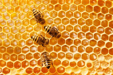 Honey Bees Bwin
